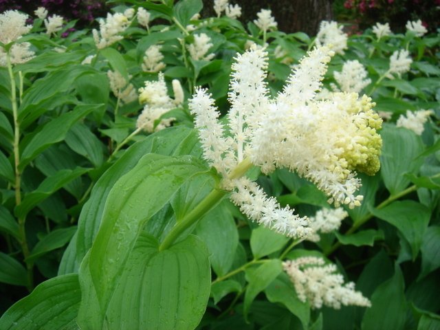 Smilacina racemosa